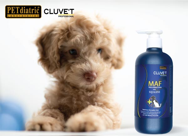 MAF simple poster cat&dog