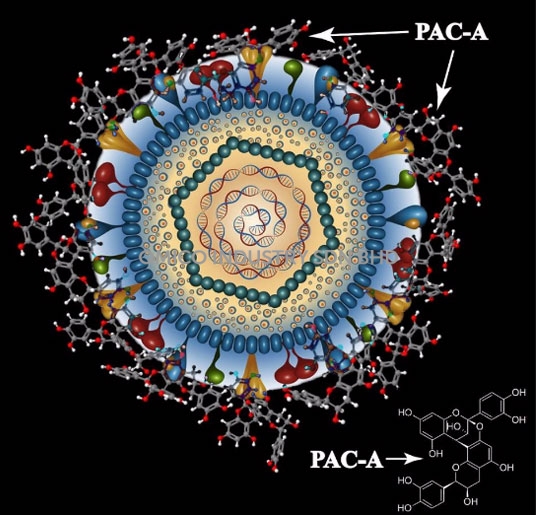 PAC A