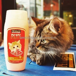bm cat