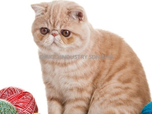 cat01