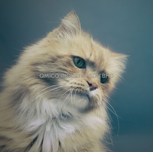 cat02