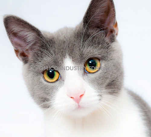 cat03