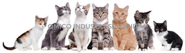 cats group