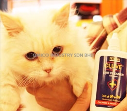 cluve cat