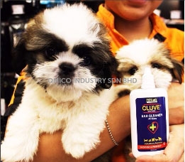 cluve dog