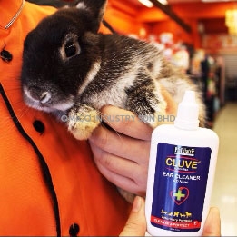 rabbit