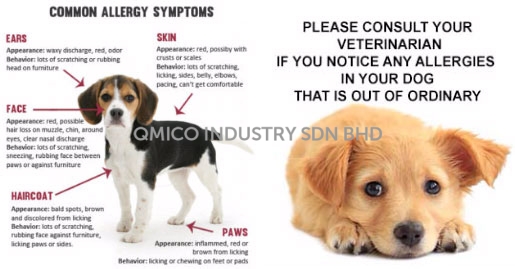 dog allergy