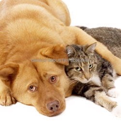 dog cat 1