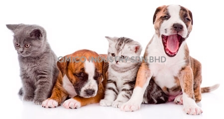 dog cat 10