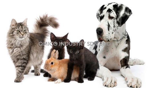 dog cat 2