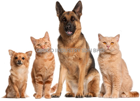 dog cat 3