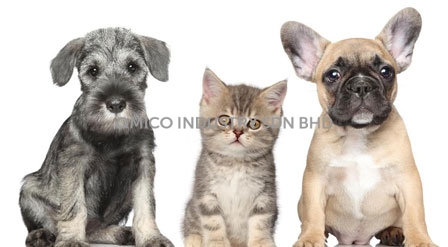 adjunctive-bone-osteoperosis-treatment