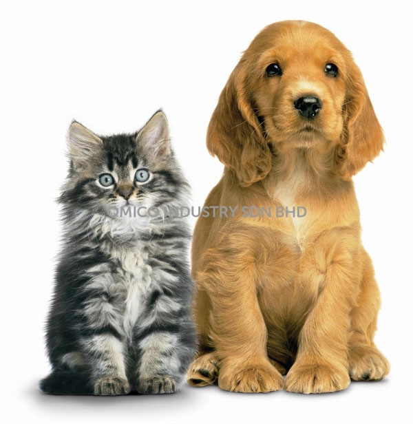 dog cat 5