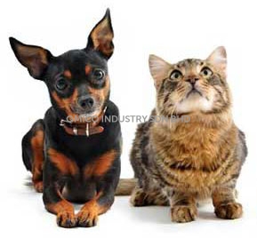 dog cat 6