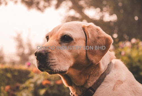 dog02