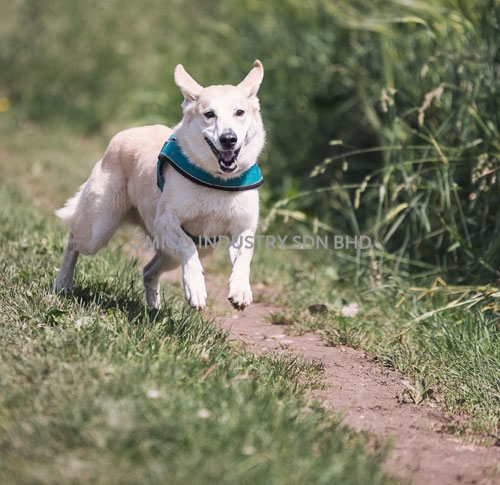 dog05