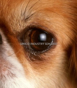 eyes dog1