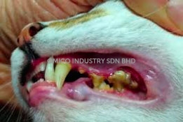 gum disease2