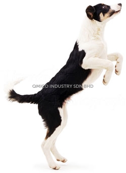 joint pain dog