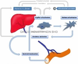 liver support
