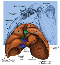 liver