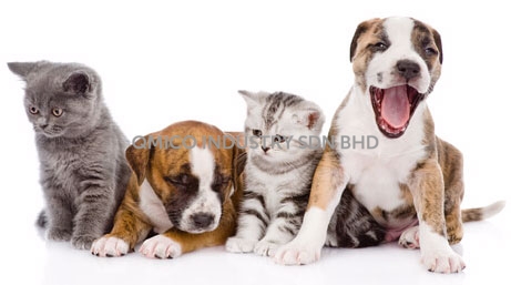 petsafe-small-animals