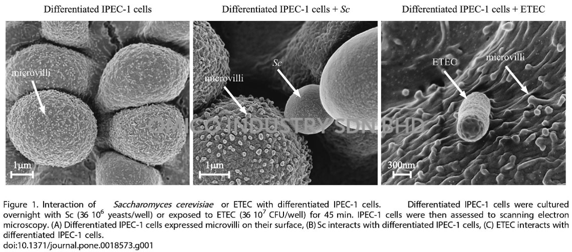 microscope photo ipec