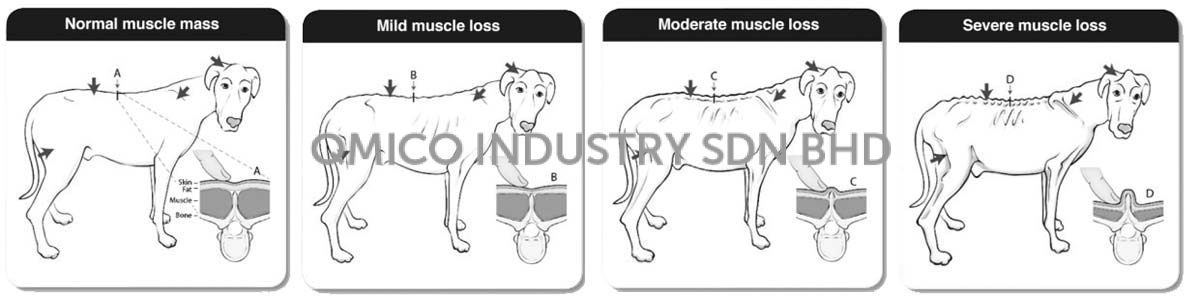 musclex muscle loss