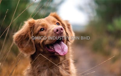 oatmilk dog