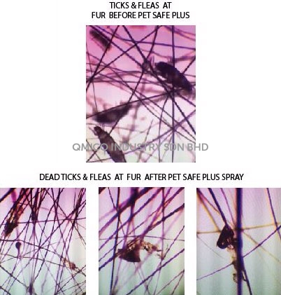 ticks fleas